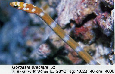 Gorgasia preclara